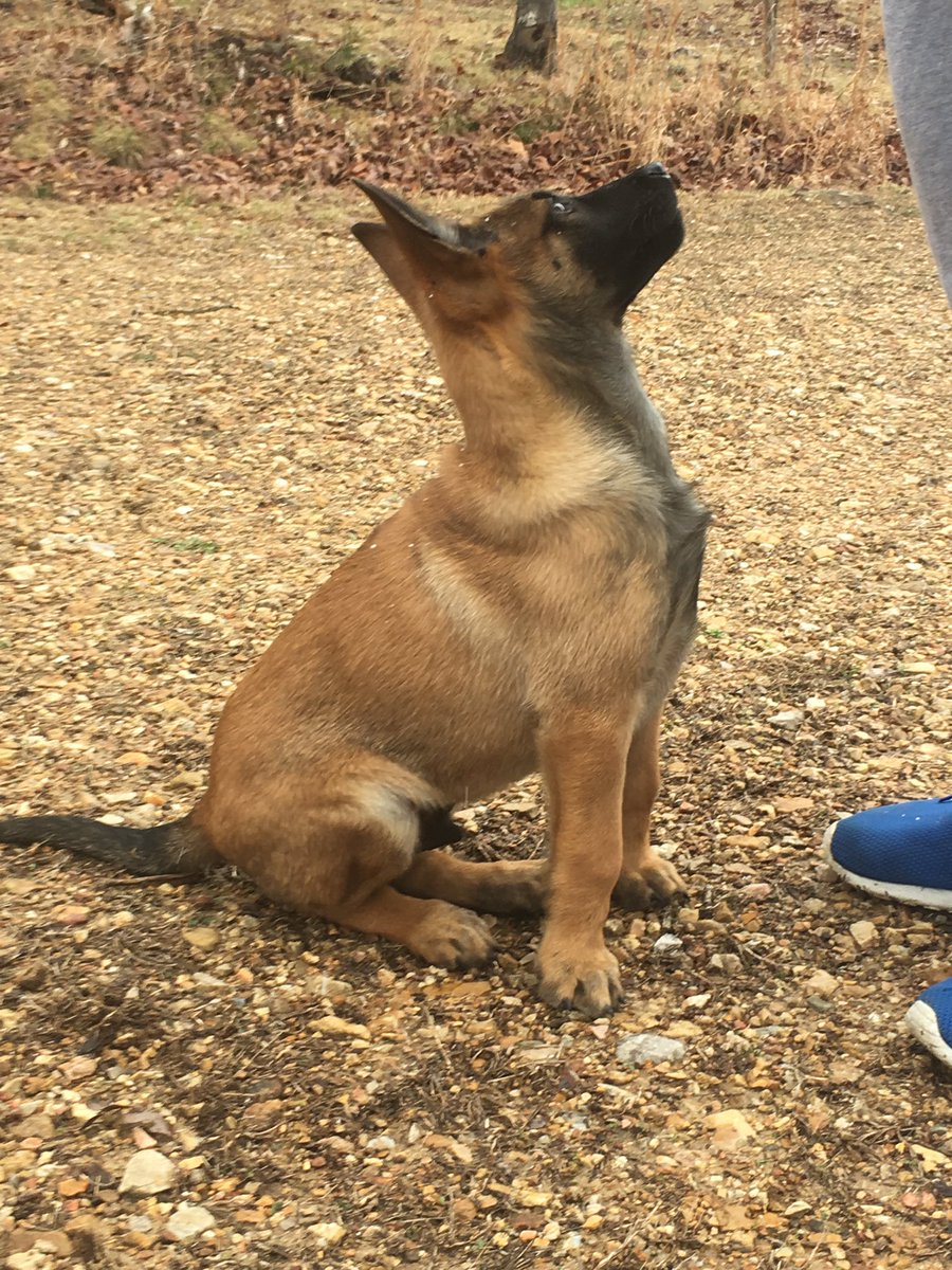 CoreyIn_DaHouse's tweet photo. #HappyNationalPuppyDay to my new pup ❗️ https://t.co/EYPFQnbgZE