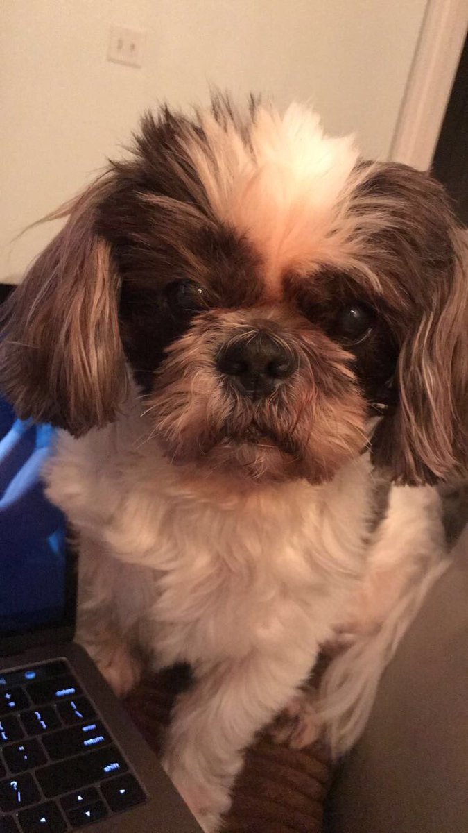 _Mikayla's tweet photo. And the OG's #NationalPuppyDay #RIPShayla https://t.co/BtlGJCkBJ9