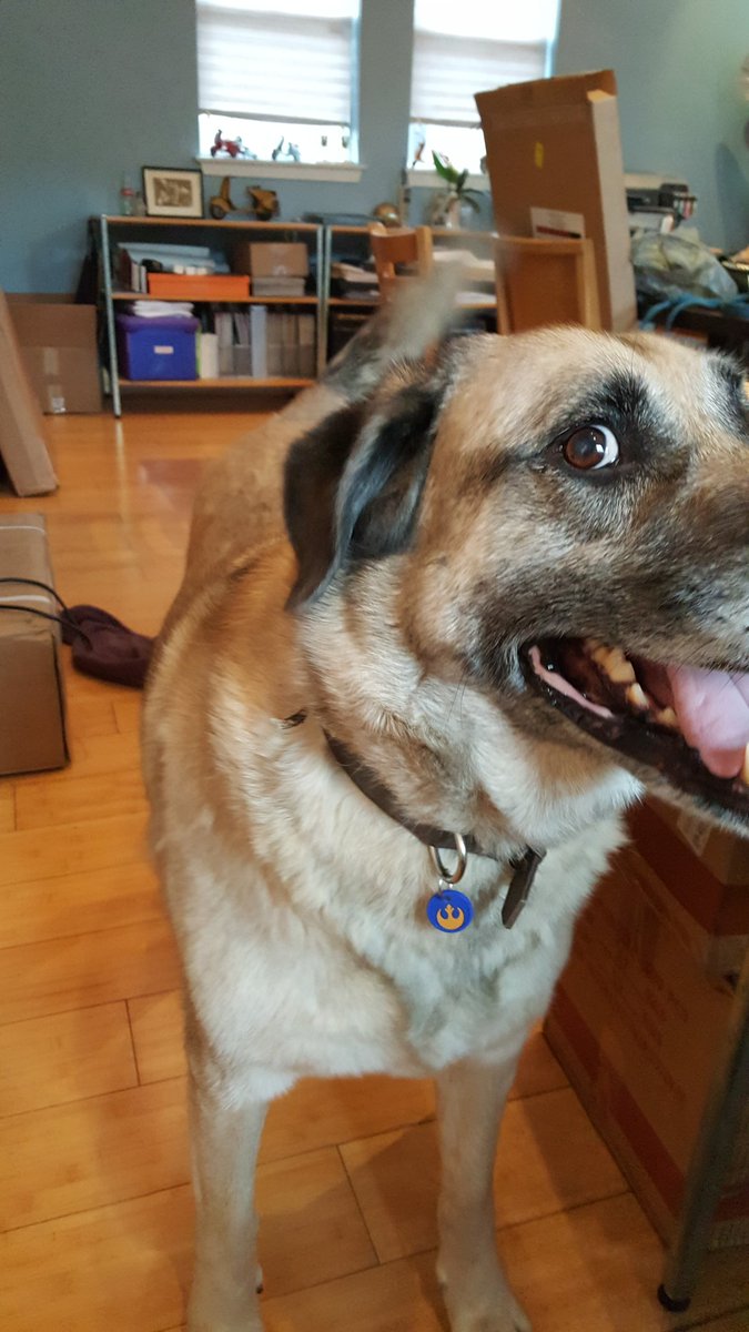 meganparedes's tweet photo. Happy #NationalPuppyDay to this dude. #Duke #workbud 💖💘🐕 https://t.co/TMRis6aDgb