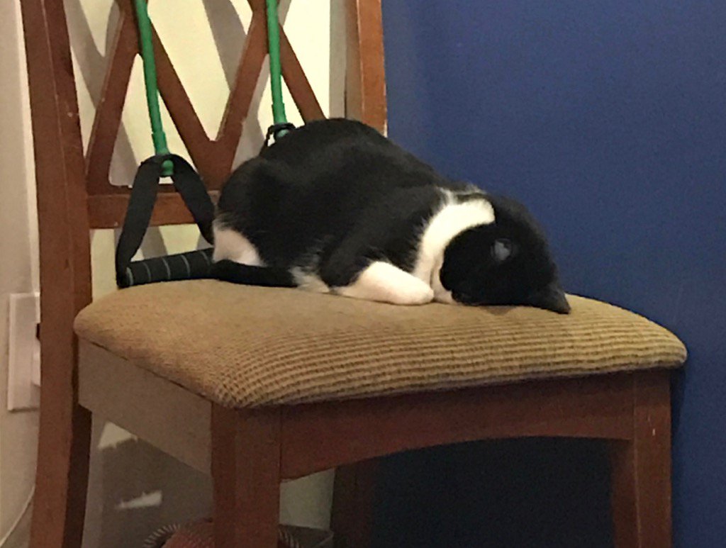 _LucaNet's tweet image. #dohigh5