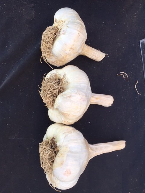 from a <a href="/convertehealth/">Converte</a> garlic grower using our seed primer only, Mmmm looks good