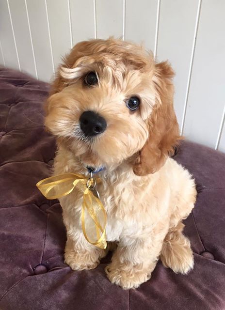 Pups4Fun tweet media