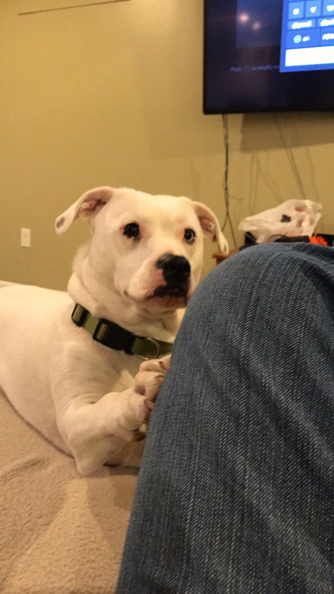 notasheeple1's tweet photo. #hellyesilovemypuppers https://t.co/xZeam8j8Hn