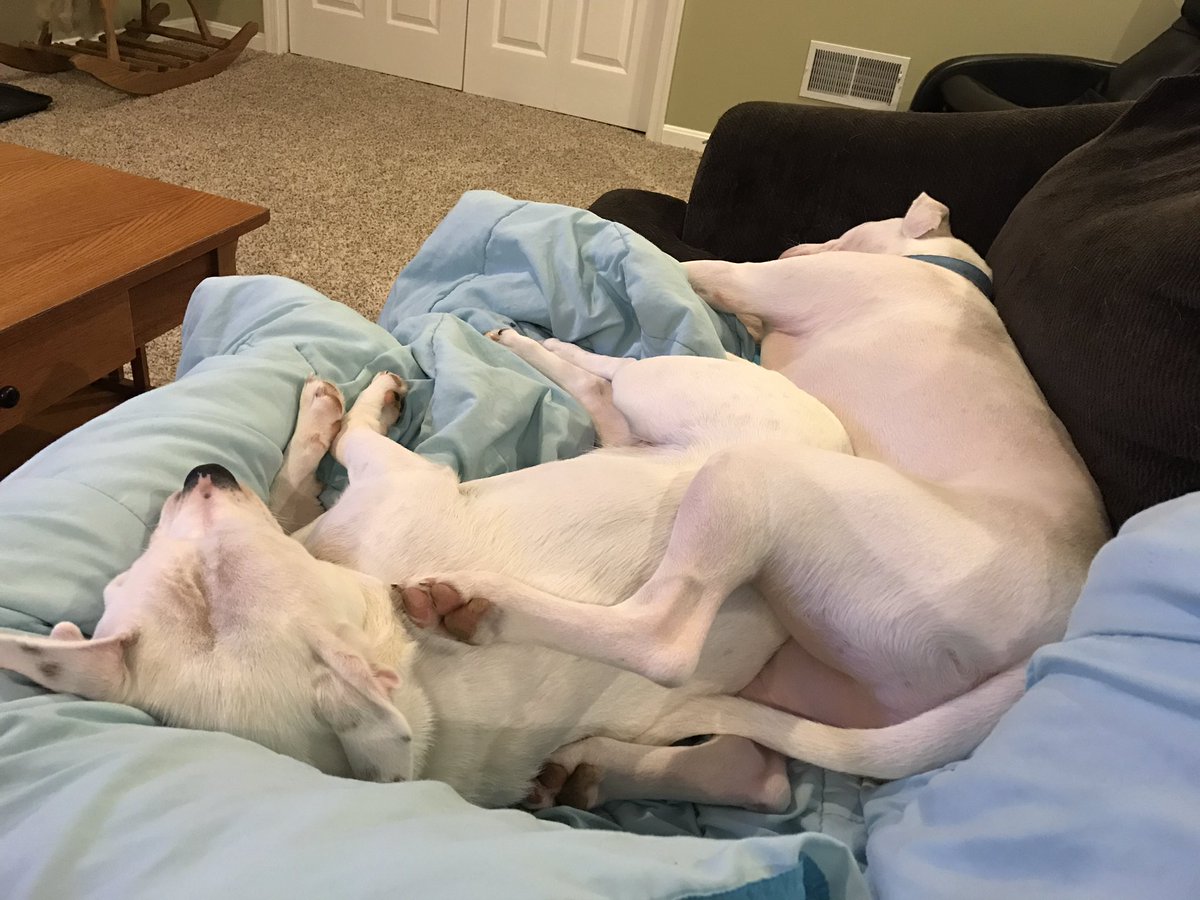 notasheeple1's tweet photo. #hellyesilovemypuppers https://t.co/xZeam8j8Hn