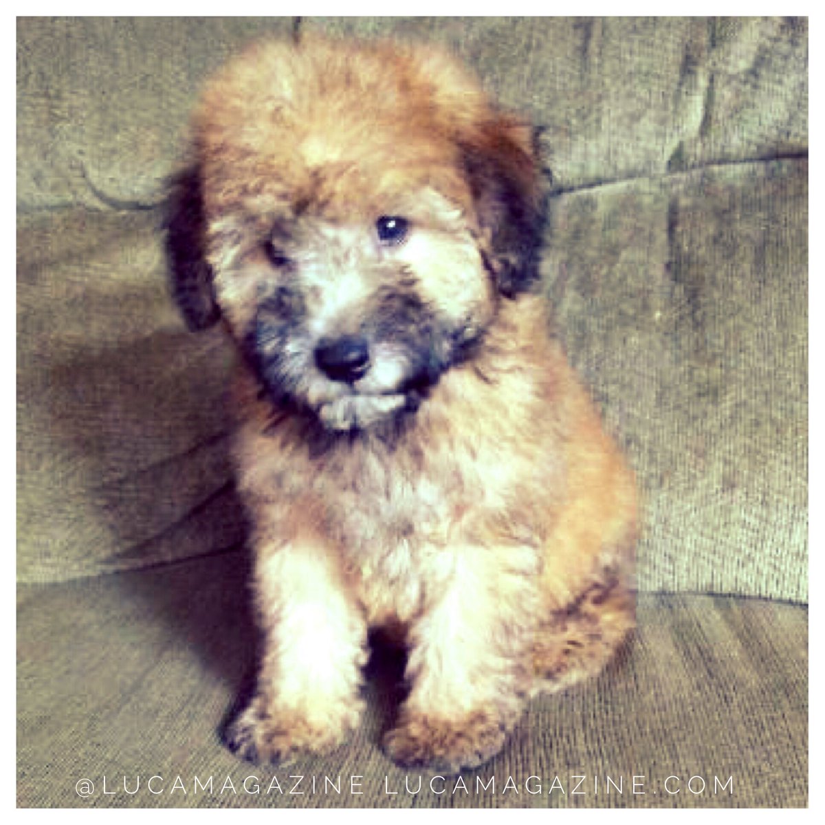 lucaissues's tweet photo. Happy National puppy day! We love our founders dog, Bear 🐶 #luca #lucamagazine #lucalovespuppies #whoodle #nationalpuppyday https://t.co/QC4zPCKgHO