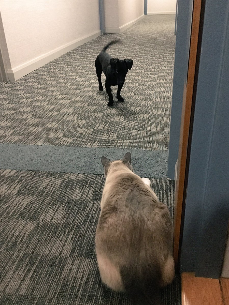 stillkelley's tweet photo. Happy #NationalPuppyDay from my puppy-curious kitty and I. 🐱🐶#CatsandDogs #WeCanBeFriends https://t.co/5vivZ1ZtPN