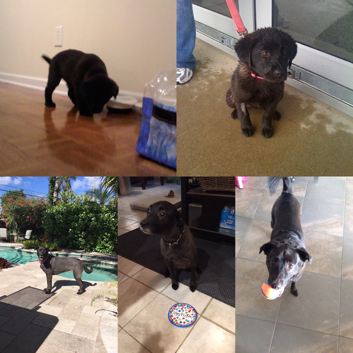 StanMeadows67's tweet photo. Puppy Love❤🐶#NationalPuppyDay https://t.co/WbVCxqFMpO