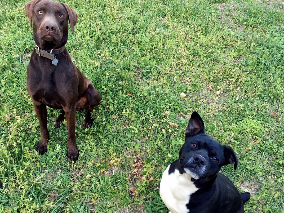deanna_marie15's tweet photo. Happy #NationalPuppyDay to my beautiful but spastic little fur babies. They have my heart. ❤❤😘 #RubyMarie #SimonEdward https://t.co/dCcNFa1u2X