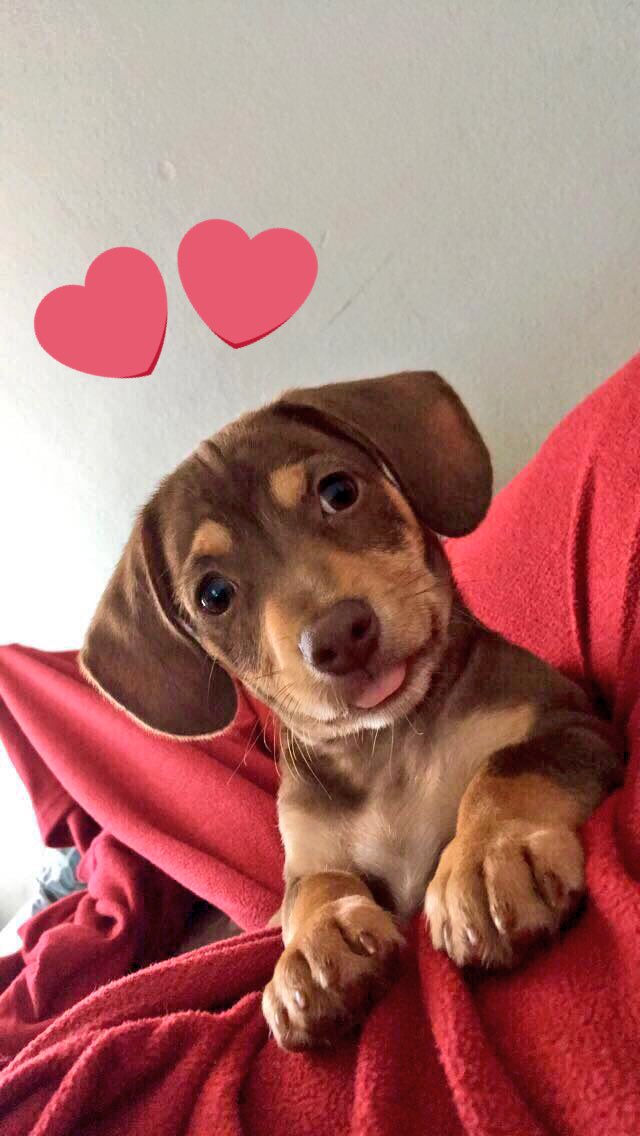 linaresdya's tweet photo. #NationalPuppyDay 💘 https://t.co/pDWo6Y4o2e