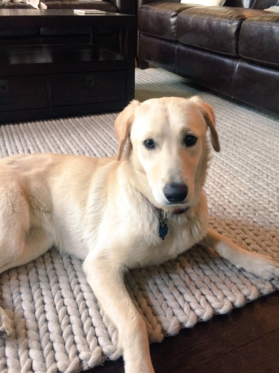 RunRaeRun's tweet photo. Happy #NationalPuppyDay #fosterdog #RescueDogsRock https://t.co/h0QCLWPmsT