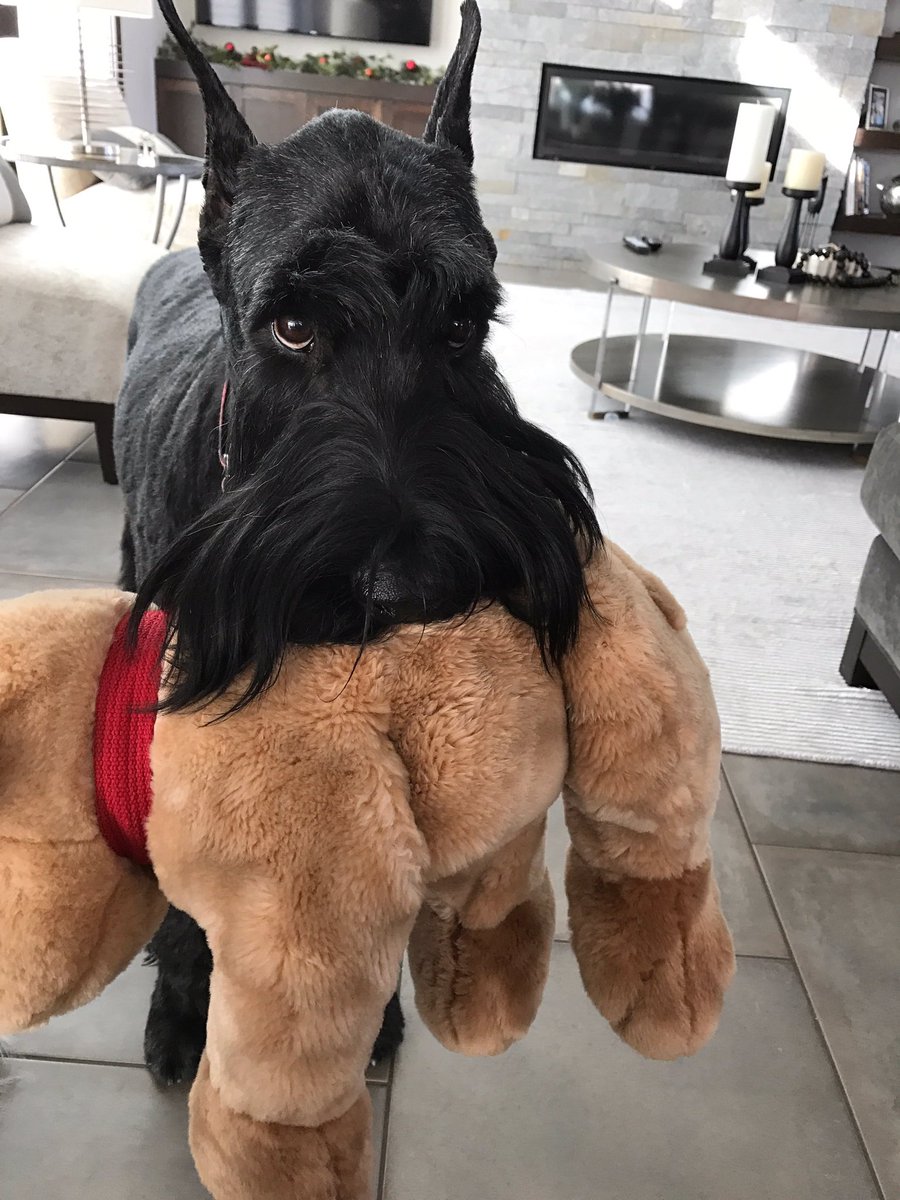 GretaRhoads's tweet photo. happy national puppy day 😋😋😋😋 thx for stealing my socks risa https://t.co/eQo6sam4TE
