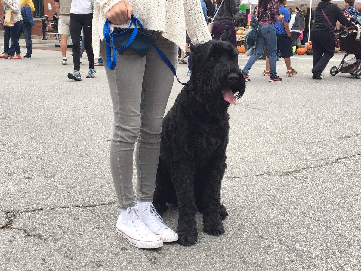 GretaRhoads's tweet photo. happy national puppy day 😋😋😋😋 thx for stealing my socks risa https://t.co/eQo6sam4TE