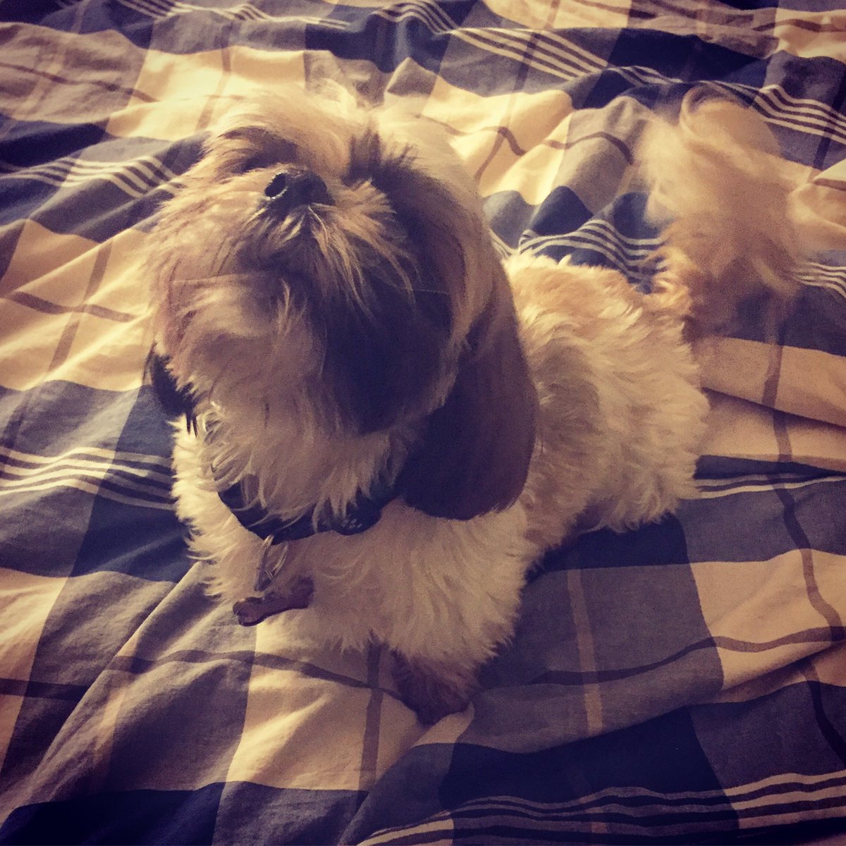 brockus's tweet photo. happy puppy day from our beautiful weird puppy #jackderpington #howlingpuppy #NationalPuppyDay https://t.co/AmQDLNWtCg