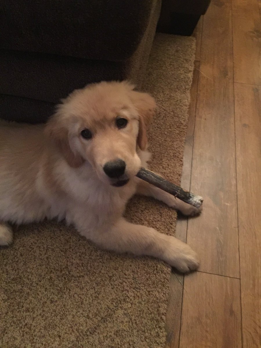 lindsay_diller's tweet photo. #headfuzz #puppyday https://t.co/E8jnnpy8Il