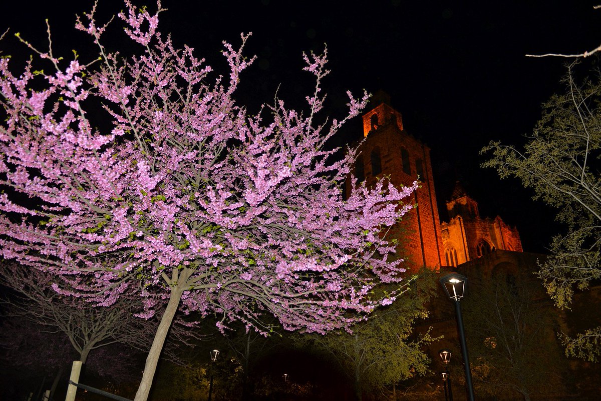 La primavera ha convertit la ciutat en un espectacle. Fotos de Tino Rubio.
elcugatenc.cat/mirada-tino/sw… #SantCugat