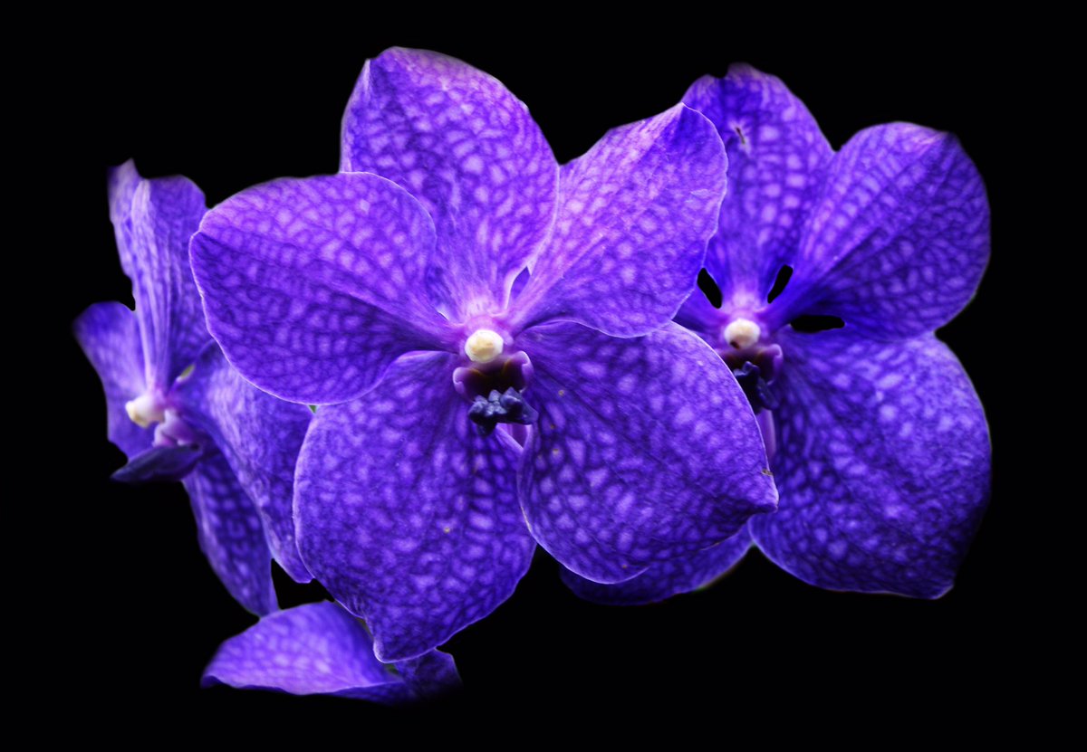 AubrieRodheim's tweet photo. #extracredcomin here are a few shots I took from #orchidsinvogue at @chicagobotanic @NutmegSomething #Bio120Sp17 #aubrierodheimphotography https://t.co/NE2msuBI7u