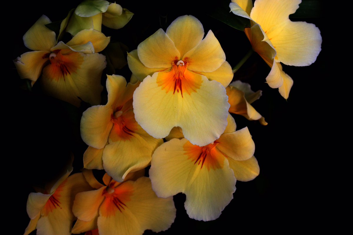 AubrieRodheim's tweet photo. #extracredcomin here are a few shots I took from #orchidsinvogue at @chicagobotanic @NutmegSomething #Bio120Sp17 #aubrierodheimphotography https://t.co/NE2msuBI7u