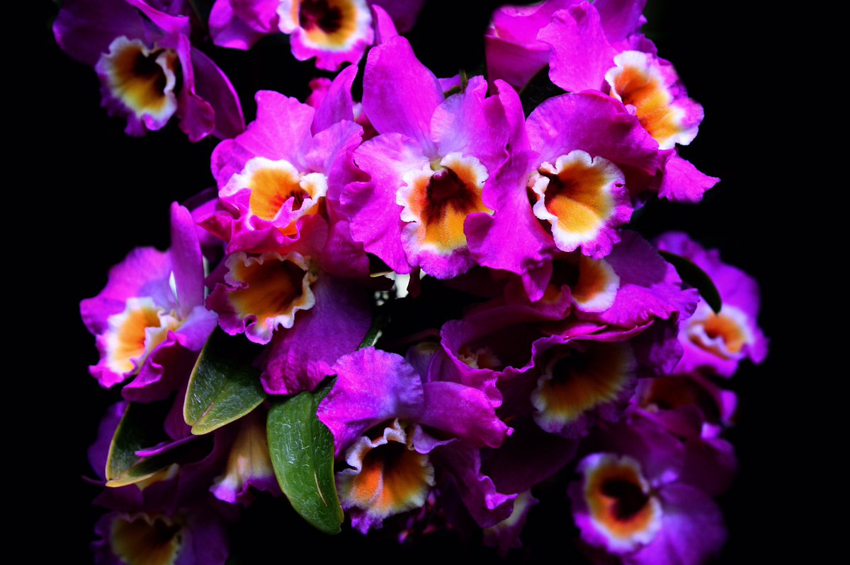 AubrieRodheim's tweet photo. #extracredcomin here are a few shots I took from #orchidsinvogue at @chicagobotanic @NutmegSomething #Bio120Sp17 #aubrierodheimphotography https://t.co/NE2msuBI7u