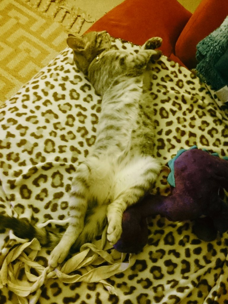 rafabrew's tweet photo. Yeah he's my cat alright 😂 #couchkitty #catspreading #ziggystardust https://t.co/rimamJZ8ME