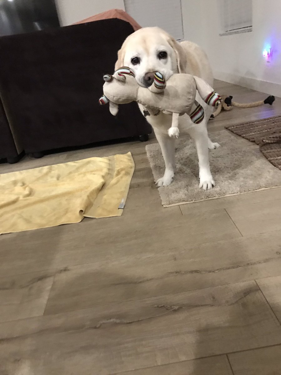 izdaikhi's tweet photo. Rt if you wish someone loved you as much as Jackson loves his favorite toy https://t.co/MPwkcMbwCx