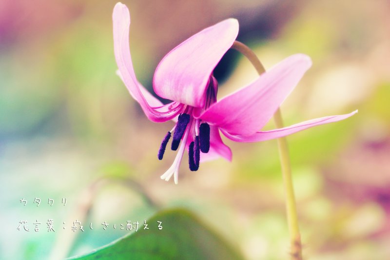 綺麗なサクララン 花 言葉 最高の花の画像 綺麗なサクララン 花 言葉 最高の花の画像