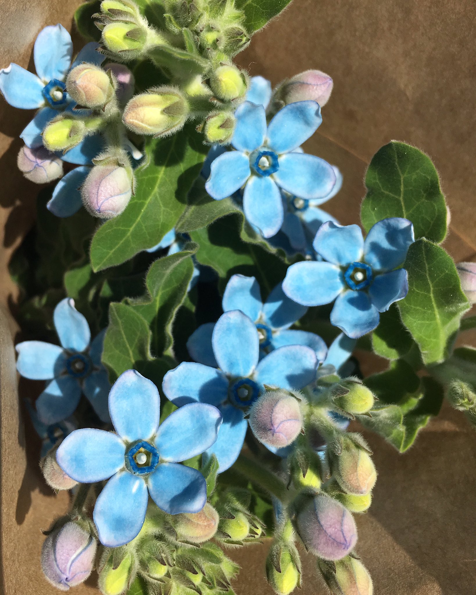 小沢かな 花咲く日々 最新話公開 Twitterissa 病院帰りにふらっと寄ったお花屋さんで ブルー スターを見つけて ついお持ち帰り いちばん好きな花 青い花 ブルースター ピュアブルー T Co Suu5fhjf5w Twitter
