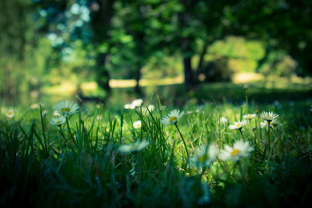 nishan_w's tweet photo. Nishan Wanigasekara @nishan_w  
Grass Flowers #O2SPhoto https://t.co/JhI5r1lwDF