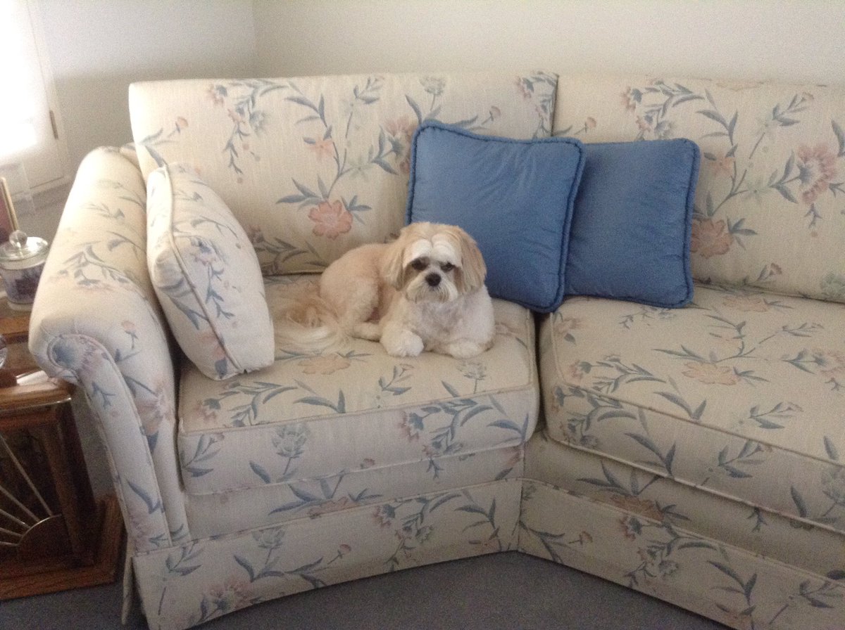 VKiKing's tweet photo. When your dog gets groomed and now he thinks he owns the place... 🐶🛋💁🏽 #NationalPuppyDay https://t.co/ZYetCkcqIT