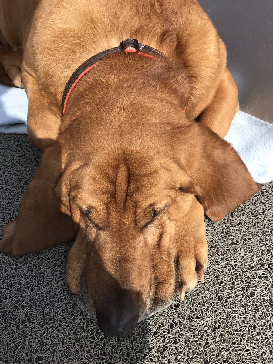 Happy #NationalPuppyDay to this sweetheart Jessie, my favorite fishing buddy.