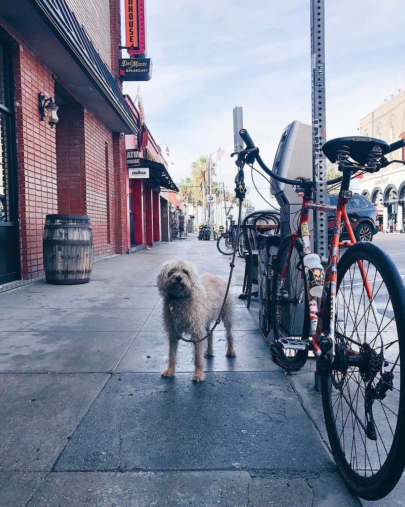 Menottis's tweet photo. BILLIE! #MenottisMutts #VeniceBeach https://t.co/L39f40kowv
