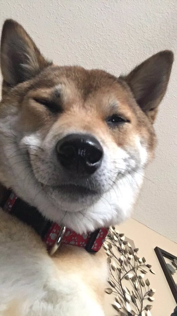 LK_DOGS's tweet photo. Reading a cute message from bae like https://t.co/Hfw4pc5hhn