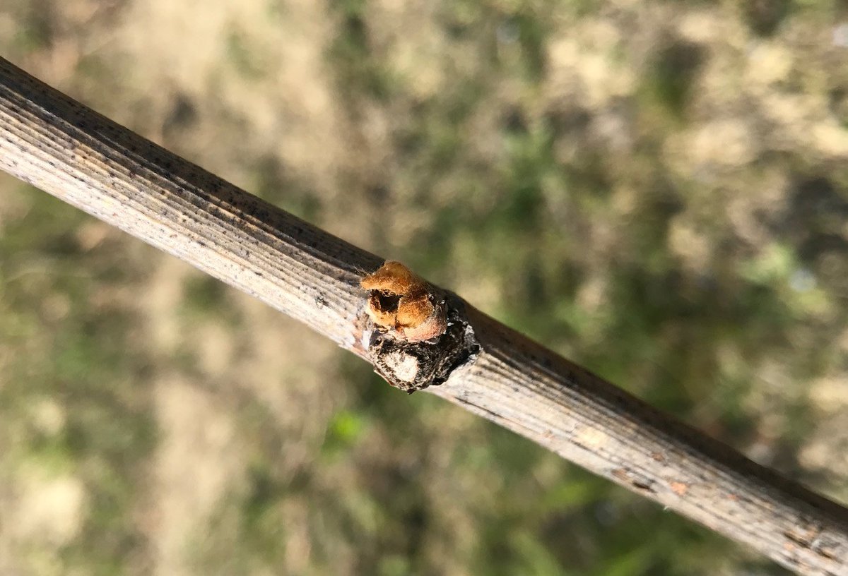 vitenova's tweet photo. E' già ora di nottue! L'inverno freddo non è bastato.. #Biodiversità #vigneto #agronomia #Vitenova https://t.co/eVw67kkXuQ
