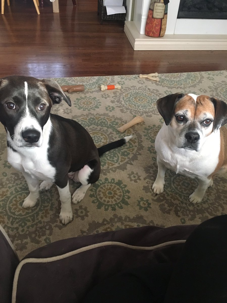 #NationalPuppyDay 
Lylah Grace 🐾 &amp; Lacey Mae 🐾❤