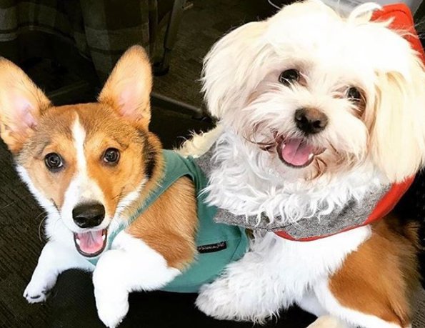 With over 2,000 dogs coming to work at Amazon, #NationalPuppyDay is just another day at the office geekwire.stfi.re/2017/2000-dogs…