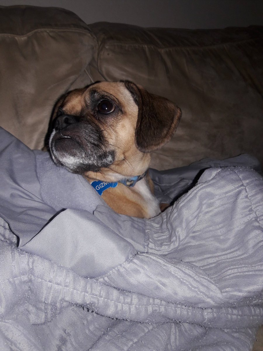 ElizabethRobis6's tweet photo. Happy national dog day!!! Love my puggle!!! #gizmo #NationalPuppyDay #puggle https://t.co/eOvkZVQOiY