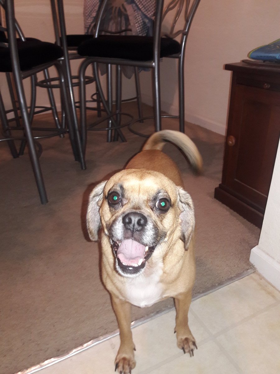 ElizabethRobis6's tweet photo. Happy national dog day!!! Love my puggle!!! #gizmo #NationalPuppyDay #puggle https://t.co/eOvkZVQOiY
