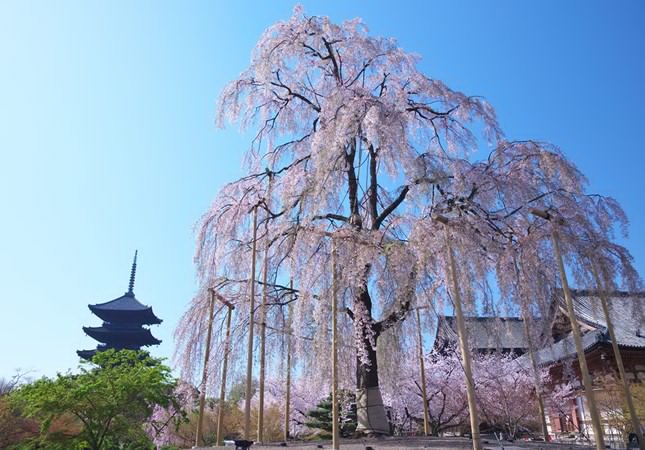 Guide4Planet's tweet image. JR Tokai
そうだ 京都、行こう。(JR東海) @souda_kyouto( That's right Kyoto, let's go. JR Tokai )