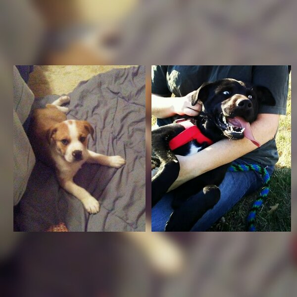 Jen_9's tweet photo. Almost forgot Happy #NationalPuppyDay !! Gotta love my puppies Koby &amp; Lucy 💙🐕❤🐕 https://t.co/xAlmOj32LZ