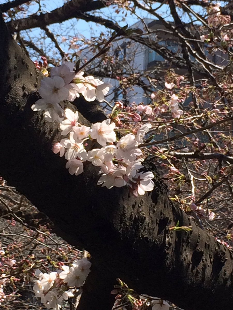 Marinihei1102's tweet photo. Cherry blossom In Tokyo now @CambalMilagros @Marinihei1102 https://t.co/wT4aePHWBE