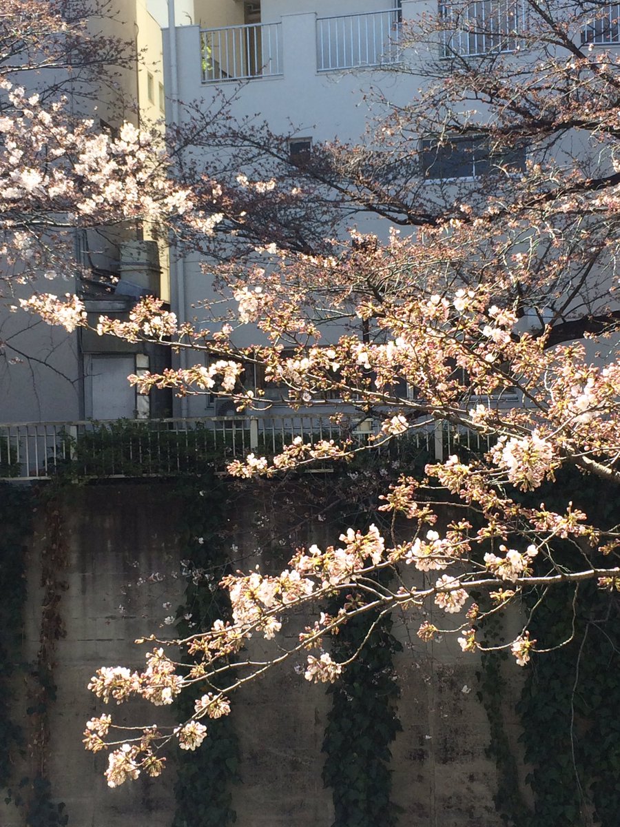 Marinihei1102's tweet photo. Cherry blossom In Tokyo now @CambalMilagros @Marinihei1102 https://t.co/wT4aePHWBE