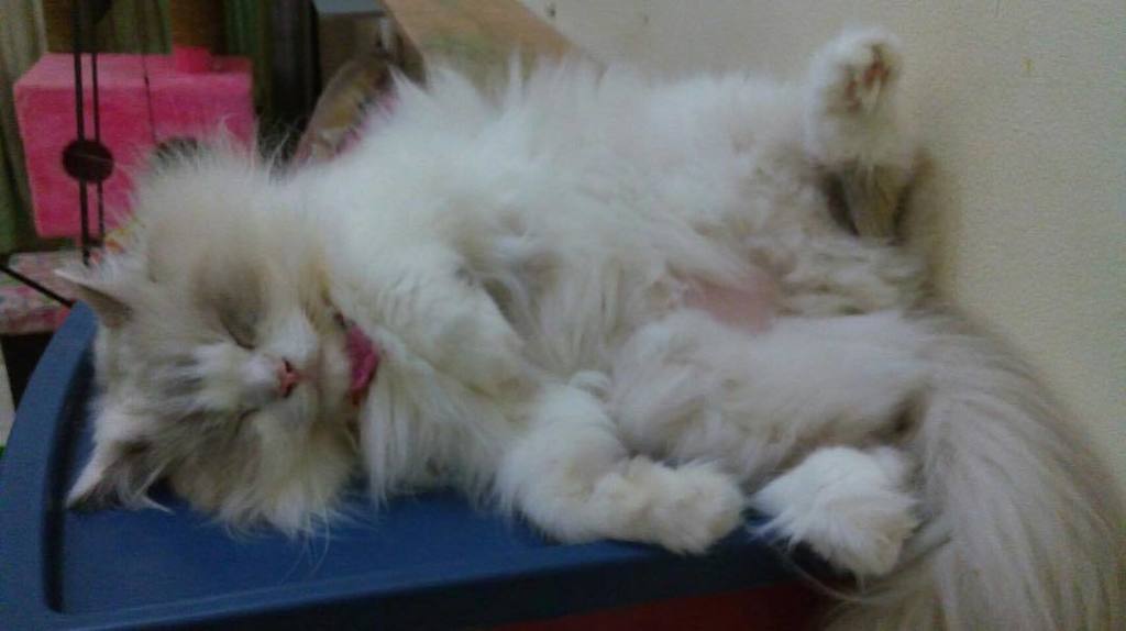 merylind's tweet photo. Happy #jellybellyfriday furriends! 😻 @jasonburny #catsoftwitter #catsofinstagram #catsofwo… https://t.co/yW8mCDwDK2 https://t.co/6hPg2HHloH