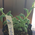 イルカみたいな葉っぱの多肉植物が、すごくかわいいｗ