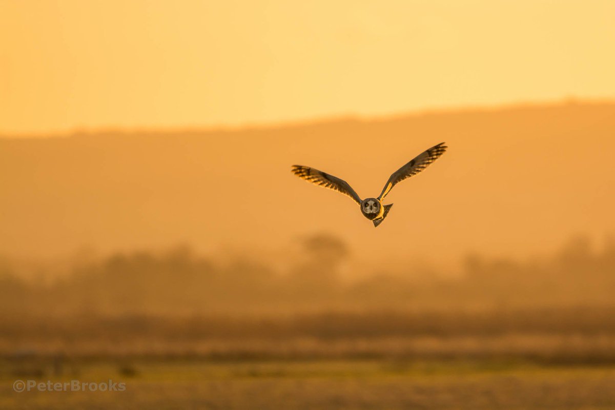 Short-Eared Owl at sunset #ShortEaredOwl #EastSussex #sunset peterbrooksphotography.co.uk <a href="/NikonEurope/">NikonEurope</a> <a href="/UKNikon/">Nikon UK & Ireland</a> <a href="/Sigma_Photo/">SIGMA America</a> <a href="/SigmaImagingUK/">SIGMA UK</a>