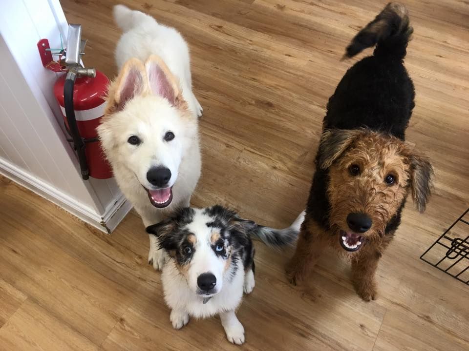 Pups4Fun tweet media