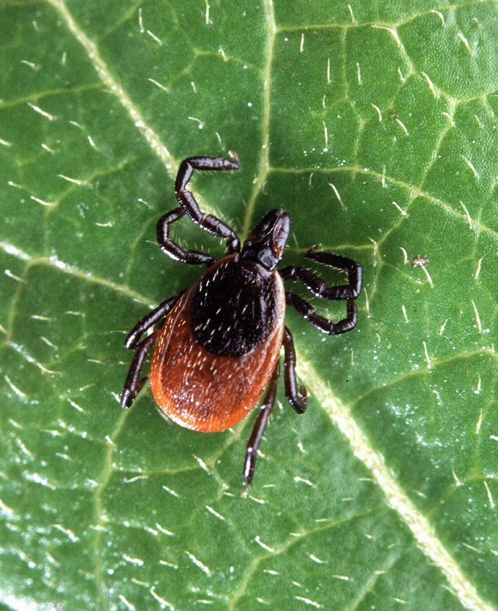 recordonline's tweet image. Tick talk program offered April 8 dlvr.it/NjNPQS