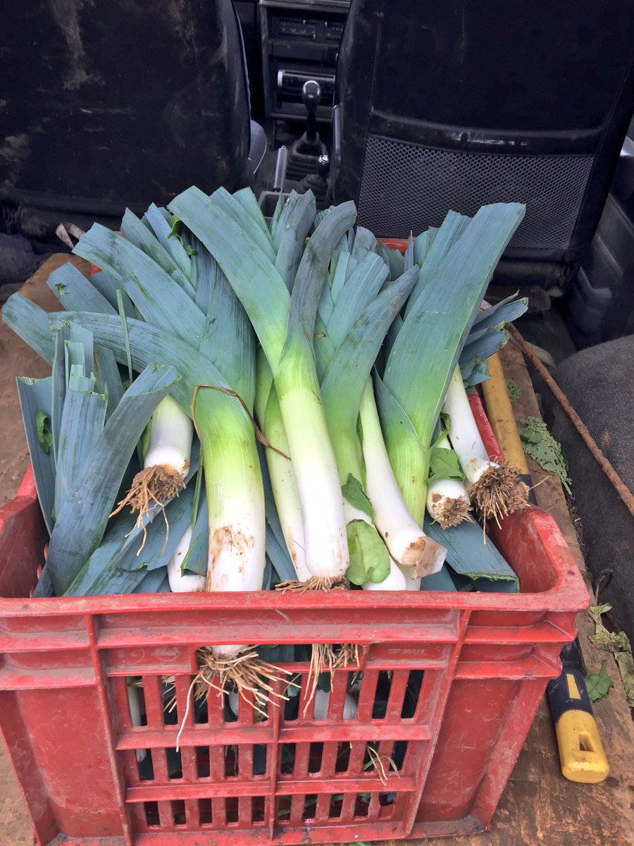 GoldhillOrganic's tweet photo. Freshly picked #organic leeks and what a wondeful fragrance - just a little trim and wash down and ready for today's veg boxes https://t.co/Ds5j0SHXwJ
