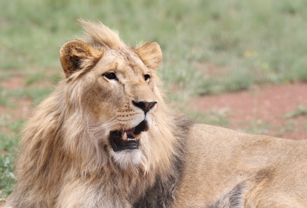 cia_foundation's tweet photo. Today for #FridayFocus we look at Kevin Richardson Wildlife Sanctuary. To help go to: https://t.co/se3XLgjbD1
@lionwhispererSA https://t.co/nu2OoW418v