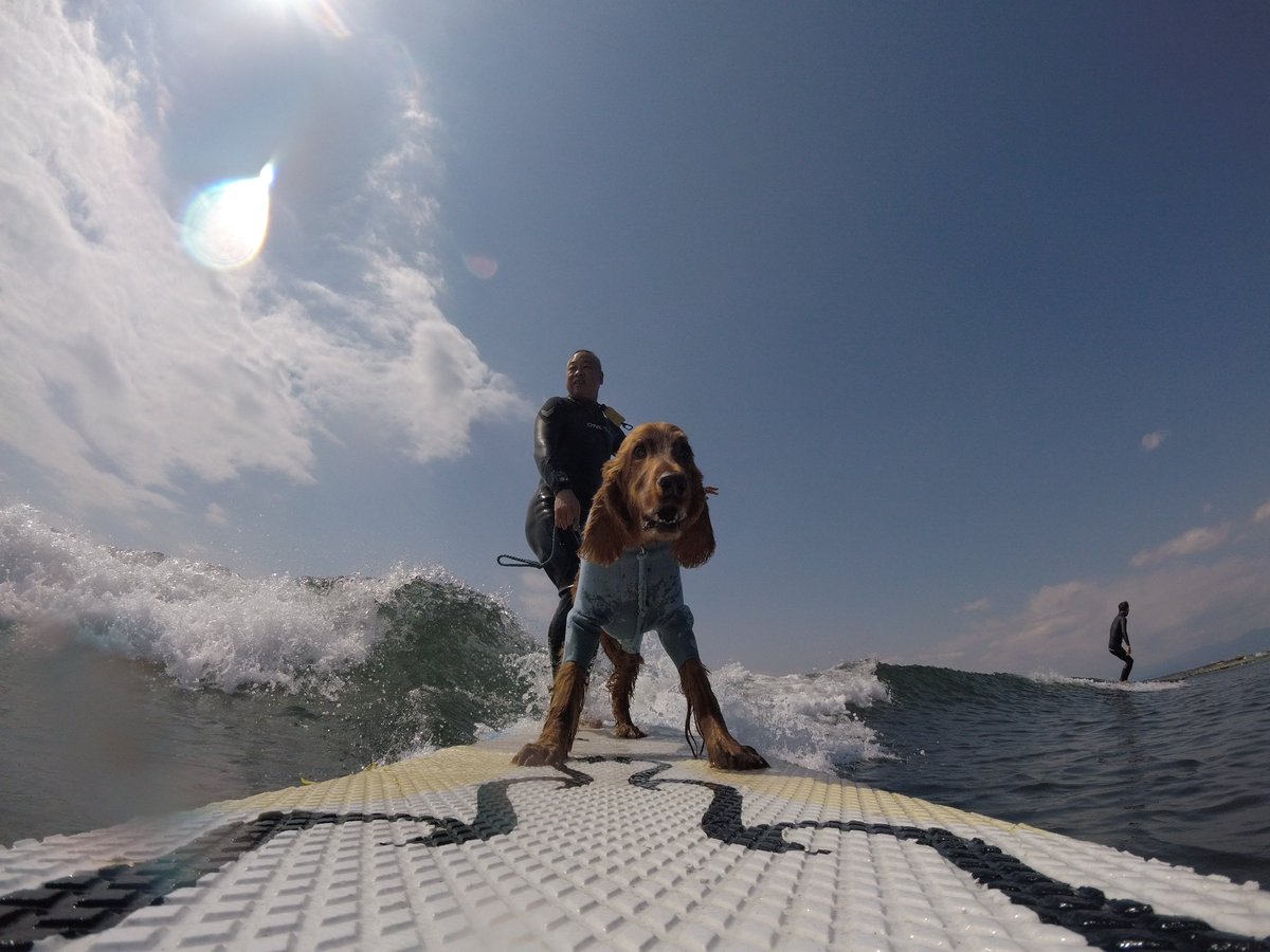 Surfing_Dog's tweet photo. イイ天気で最高でした。鵠沼は小波コンディションでした。
#サーフィン犬 #sup犬 #supdog #surfingdog #dogsurf
#サーフドッグ #サーファー犬
#波乗り犬 #犬とサーフィン #犬と海
#鵠沼海岸 #片瀬西浜 #��用ウエットスーツ #GoPro https://t.co/hKQ9Ujd7IC