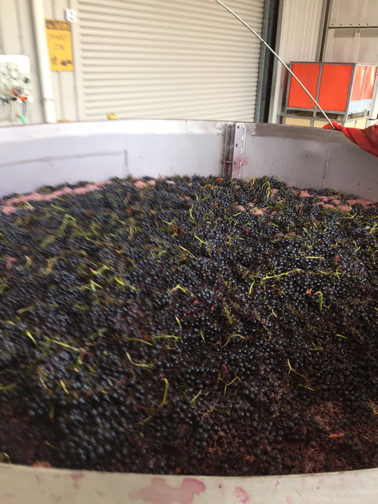 Bunchy Old Vine Shiraz action. Smells great <a href="/StHallettWines/">StHallettWines</a>