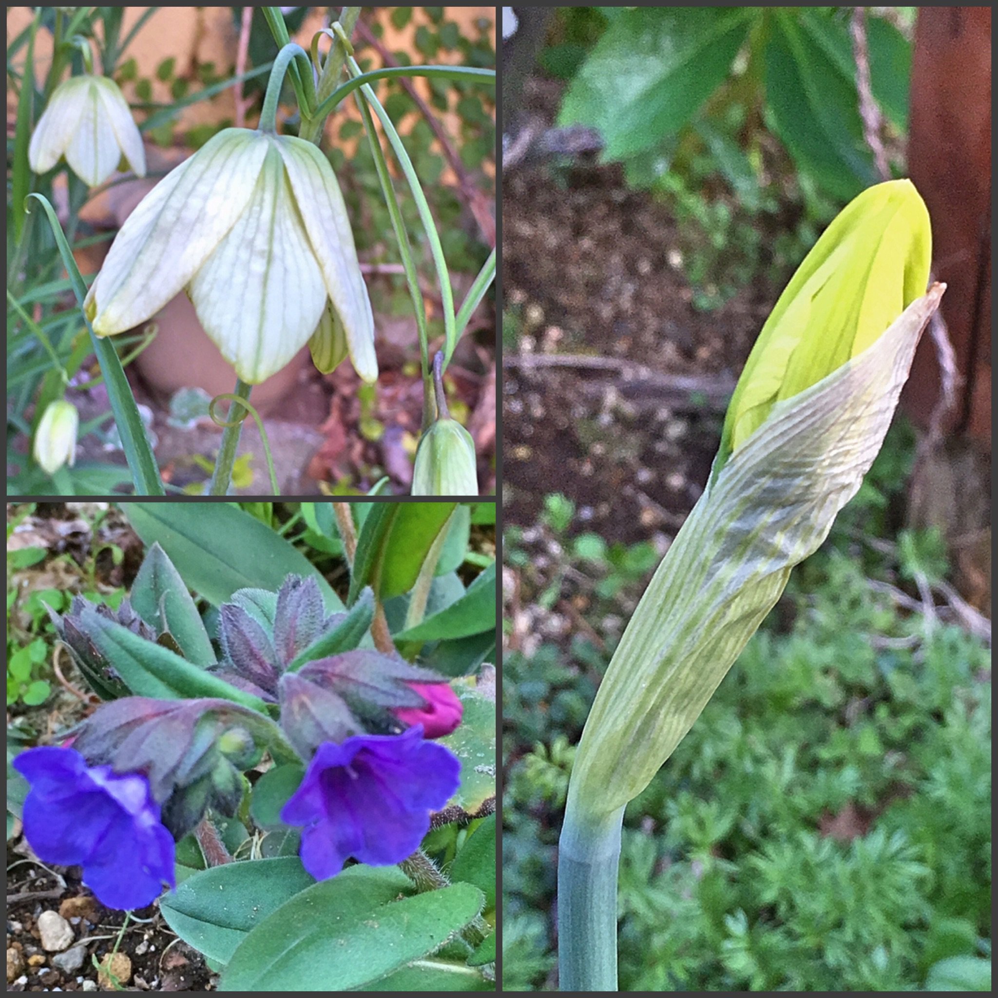 Genノneg 蕾はお馴染みラッパ水仙 ベル型の白い花が貝母百合 バイモユリ 青い花がプルモナリア ブルーエンサイン ラッパとバイモは球根 植えっぱなし プルモナリアは宿根草 耐寒性があり 株分けで増やすのも容易い T Co Sxecnxmtxz Genノneg 蕾はお馴染みラッパ水仙 ベル型の白い花が貝母百合 バイモユリ 青い花がプルモナリア ブルーエンサイン ラッパとバイモは球根 植えっぱなし プルモナリアは宿根草 耐寒性があり 株分けで増やすのも容易い T Co Sxecnxmtxz